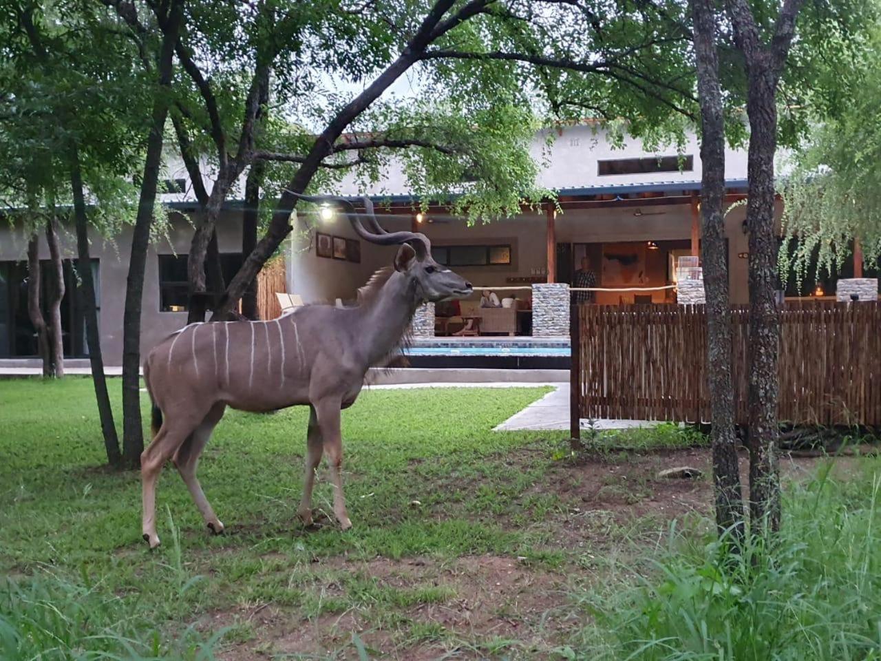 Dream Of Africa Bush Lodge Marloth Park Exterior foto